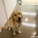 펫토피아 이미지