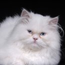 베이지동물병원 이미지