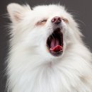 강아지 사랑 이미지