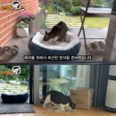 냥이와 양이 이미지