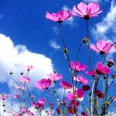 코스모스 이미지