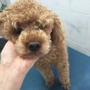 24시청주i동물병원 이미지