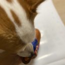 럽포포(Love for Paw) | Top Paw Tuff Bird 이름은 터프하지만 터프하지 않은 듯한 장난감