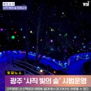 빛의 숲 이미지