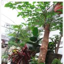 봄마중(2월에는) 이미지