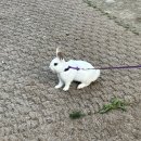 재천목장 | 서울근교 캠핑장 추천 / 충북 글램핑 제천 수피아글램핑 (불멍,바베큐)