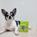 펫노우 이미지