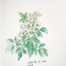 꽃못 이미지