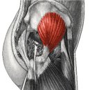 소둔근 (Gluteus Minimus Muscle) 이미지