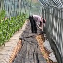 등골농장 이미지