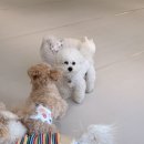 댕구르르 이미지