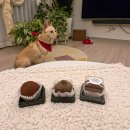 #DOG | [내돈내산] 강아지 두바이쫀득쿠키 후기 (댕쫀쿠) | 키치 먹방 후기