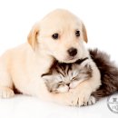 왕십리동물병원 이미지