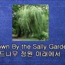 [밤의뮤직카페] Calum Malcolm - Down By The Sally Gardens(예이츠 시) 이미지