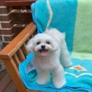 애견동화 이미지