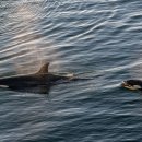 TEAM WILD WOLF 이미지