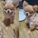 강아지랑나랑 이미지