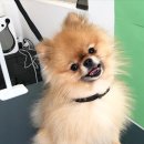 참견(犬) 이미지