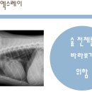 강남애니동물병원 이미지