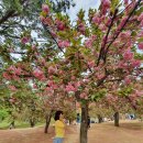 경주검도관 | 경주 겹벚꽃 펴있는 곳 불국사 너무 좋잖아 (주차, 입장료)