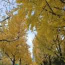 위례성대로 | [아이와 나들이] 위례성대로 가을단풍길 (올림픽공원 옆) 가을 산책 후기!!