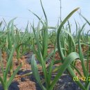 구룡농장 이미지