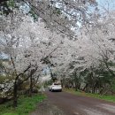 은해사 벚꽃길 이미지