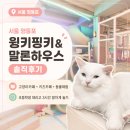 카페말론 | 서울 영등포 윙키핑키&말론하우스 솔직후기 | 고양이카페+키즈카페+동물체험 한 번에, 초등학생 데리고...