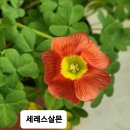 사랑초 세레스살몬 이미지