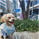 멍케어존 이미지