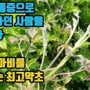 사위질빵--극심한 통증을 완화해 보행을 자유롭게 해주며, 풍으로 인한 마비증상을 풀어주고, 비뇨기계통과 위장을 튼튼히 해주는 대단한 약 이미지