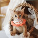 강서고양이분양 나비캣 이미지