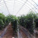 금잔디농원 이미지