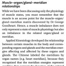 Chapter 10. States of Muscle Imbalance - The seven states of muscle response Muscle organ/gland meridian relationships 이미지