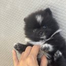 마산강아지분양 뽀뽀애견 | ː퍼피어스ː 창원 강아지 분양(애견 분양)