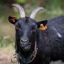 대한흑염소 이미지