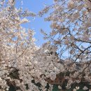 영광통(알까노래방 앞) | 2026년 4월 완벽한 하루 (SS10 SJ-CORE 후기, 성내천 벚꽃길, 올림픽공원 피크닉)