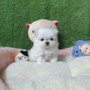 광양강아지분양 이탈리안그레이하운드 입양 후기 (feat. 나주)