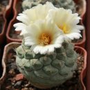 수입실생 국수선인장. Strombocactus disciformis 이미지