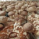 수명농장 이미지