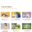 놀러오개 강아지 픽드랍 이미지