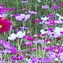 봉주로길 이미지