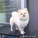 사쿠란보애견샵 부산대점 이미지