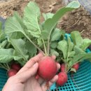 정착농장 이미지