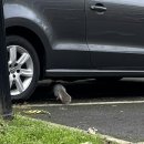 영국동물병원 | 독일 방문학생 여행기 [11월 영국🇬🇧]