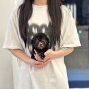 아이러브 독 이미지