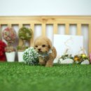 베이비몽 강아지분양 인천청라점 이미지