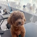 (단기)펫푸드(자격증) 이미지