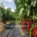 예닮농장 이미지