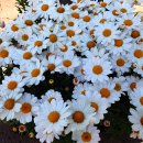 정발산역 이미지